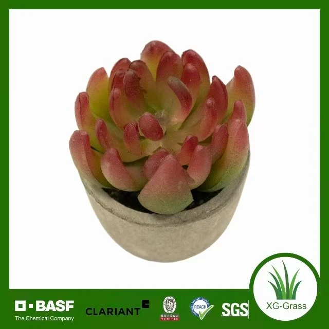 Eternal Succulent Bloom suppliers
