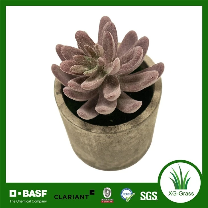 Xingu Unique Succulent Arrangements To Brighten Your Home Decor suppliers