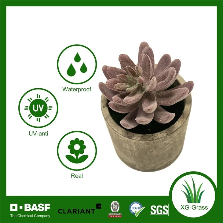 Xingu Unique Succulent Arrangements To Brighten Your Home Decor high quality